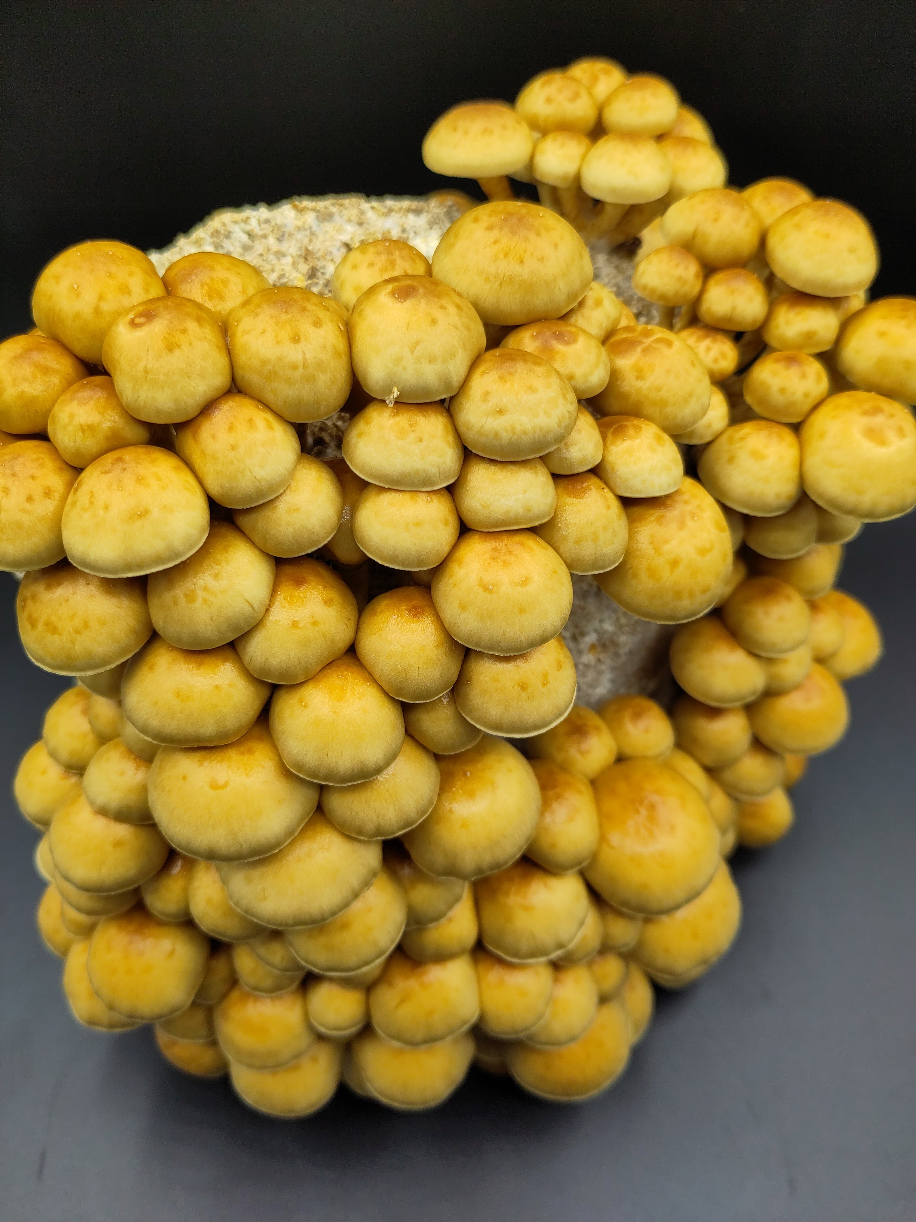 Funghi