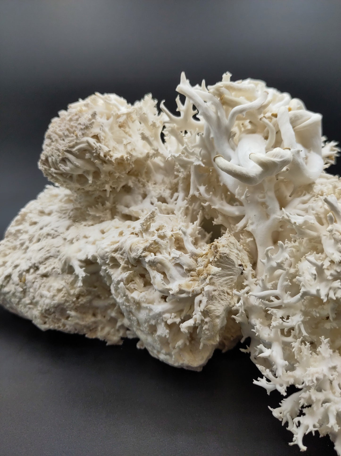 CORALLO | Pleurotus Ostreatus