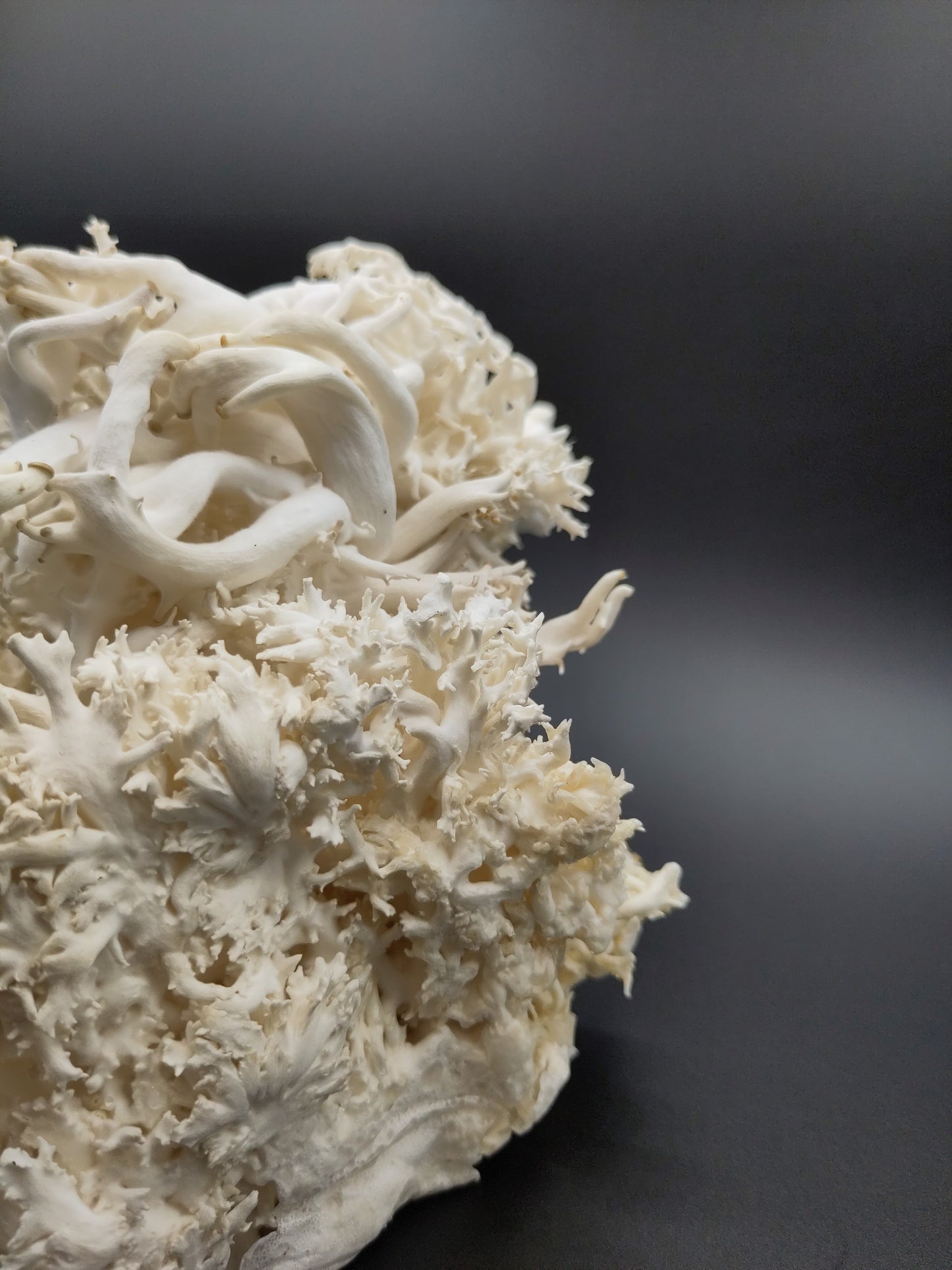 CORALLO | Pleurotus Ostreatus