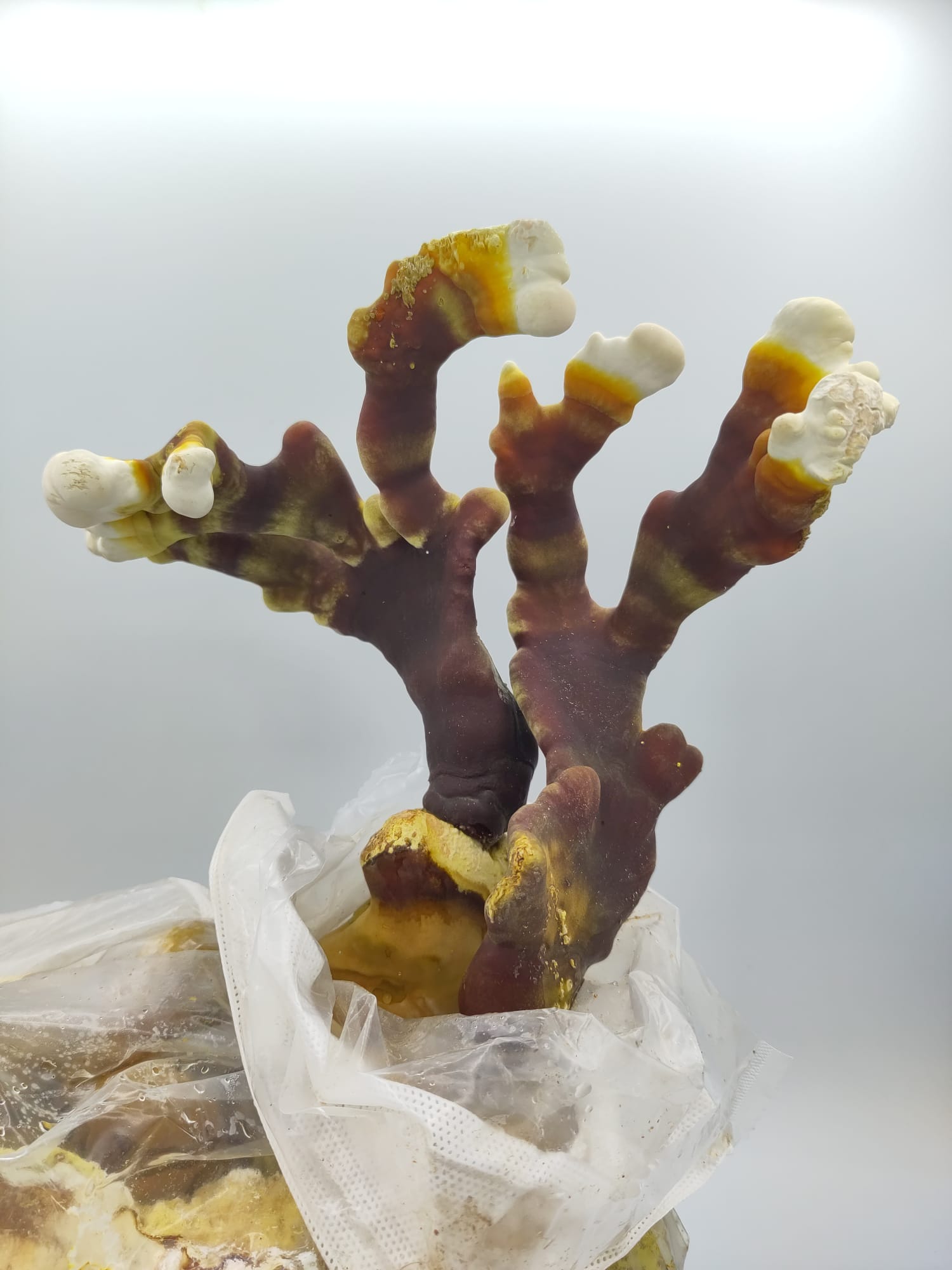 Reishi
