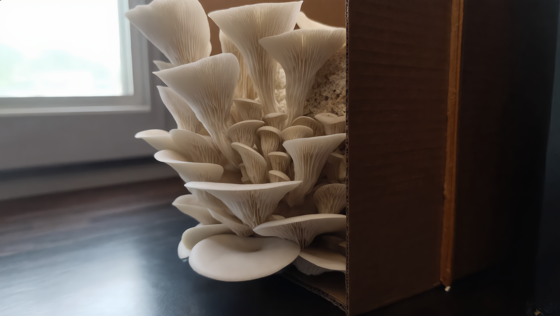 Grow Box FLORIDA OYSTER | Pleurotus Ostreatus var. Florida