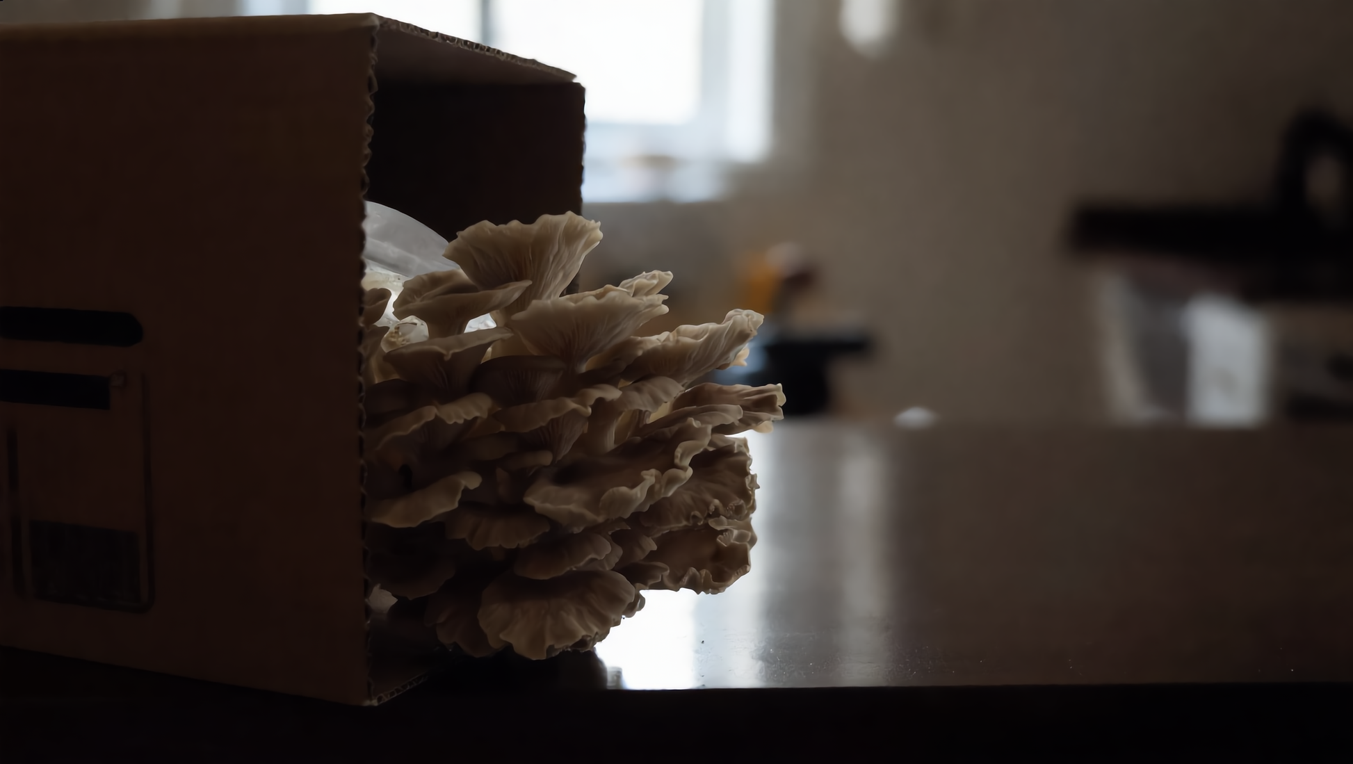 Grow Box PHOENIX  OYSTER | Pleurotus Pulmonarius