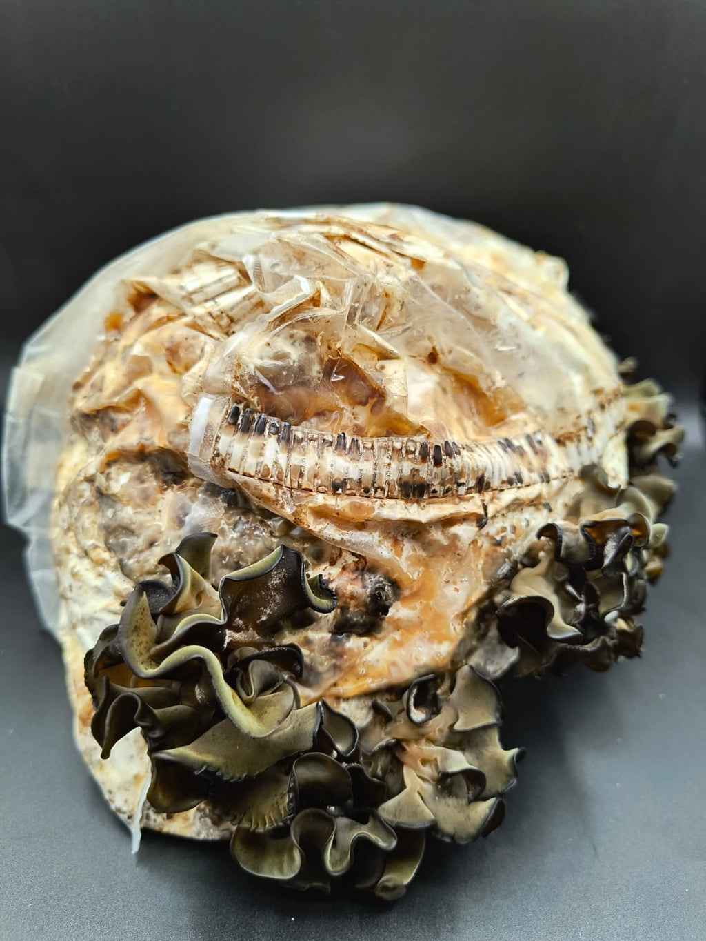 WOOD EAR | Auricularia Auricula-Judae