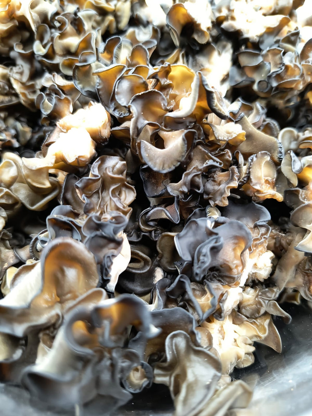 WOOD EAR | Auricularia Auricula-Judae