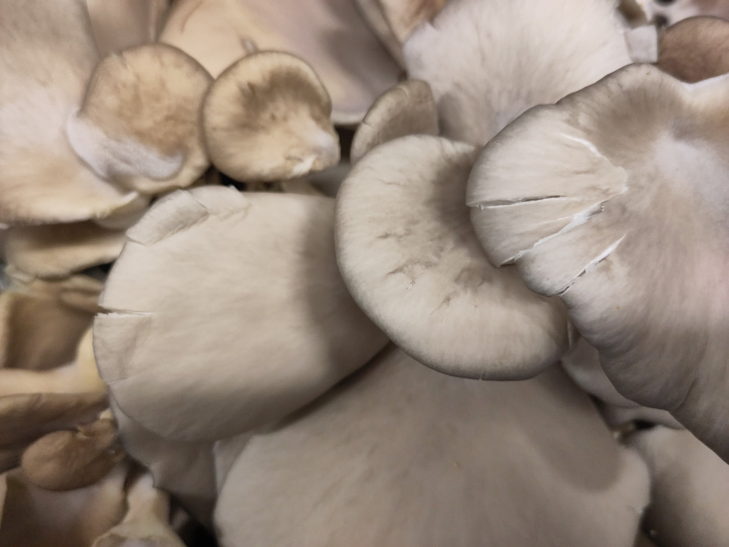 BROWN OYSTER | Pleurotus Ostreatus