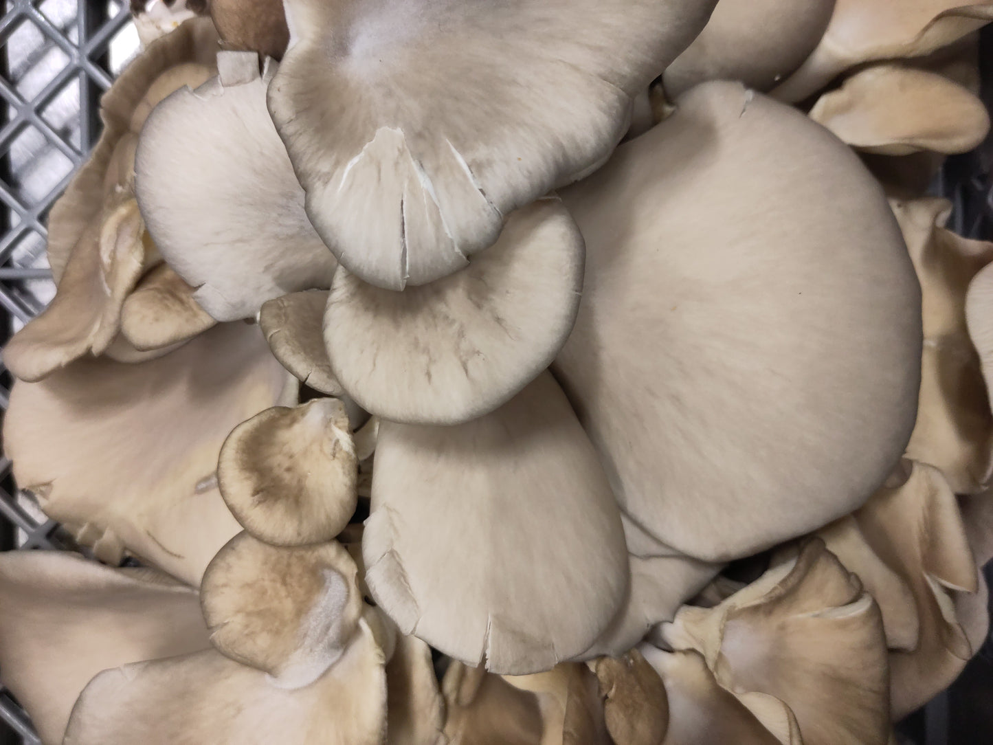 BROWN OYSTER | Pleurotus Ostreatus