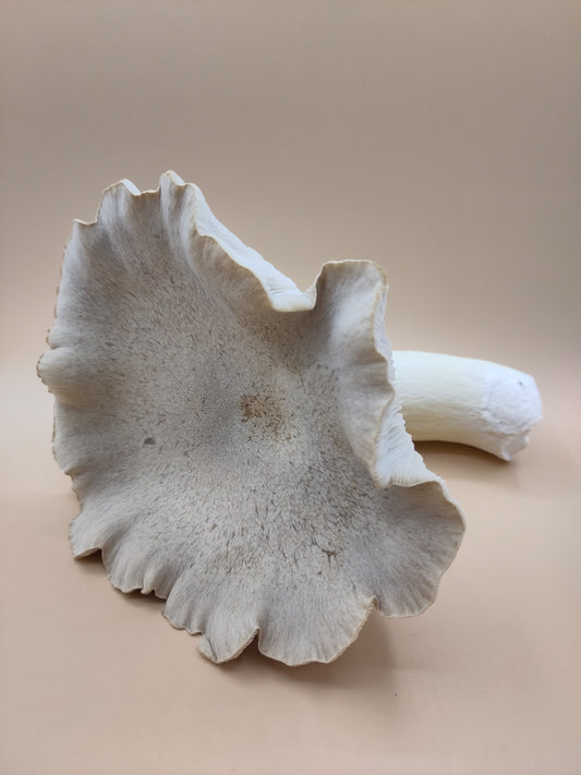 KING OYSTER | Pleurotus Eryngii