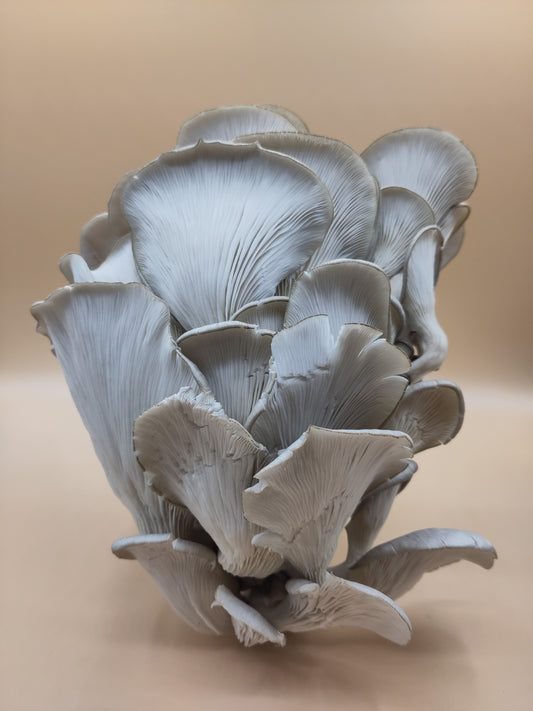 FLORIDA | Pleurotus Ostreatus var. Florida