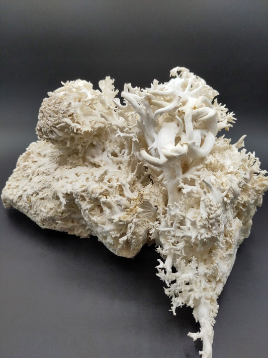 CORALLO | Pleurotus Ostreatus