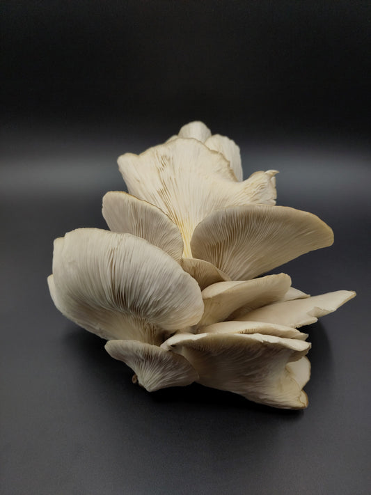 BROWN OYSTER | Pleurotus Ostreatus