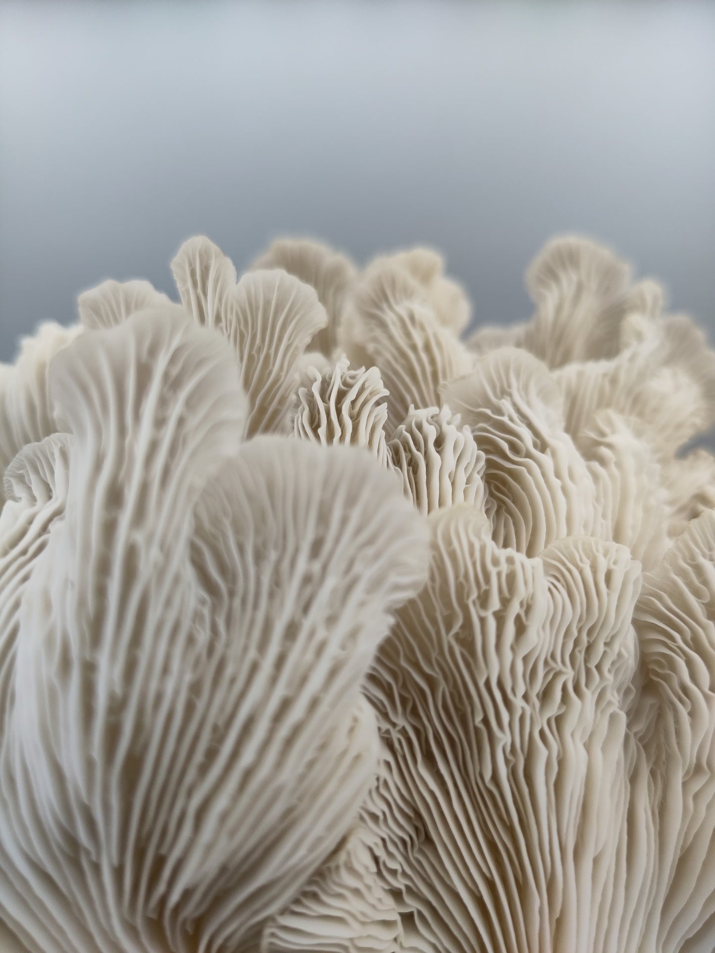 PHOENIX OYSTER | Pleurotus Pulmonarius