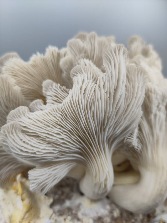 PHOENIX OYSTER | Pleurotus Pulmonarius