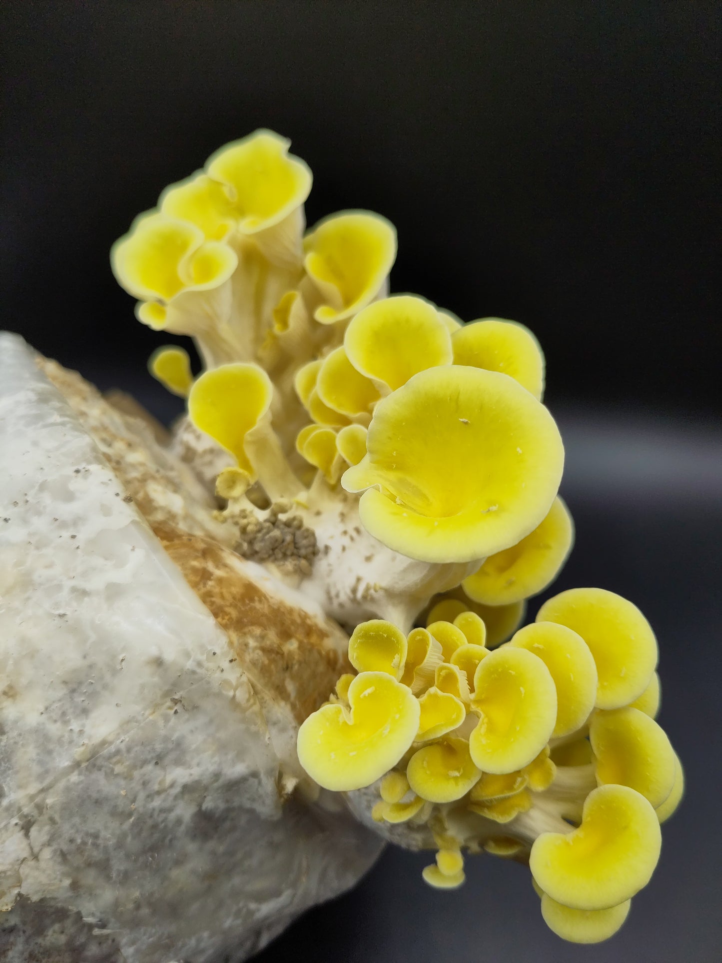 YELLOW OYSTER | Pleurotus Citrinopileatus