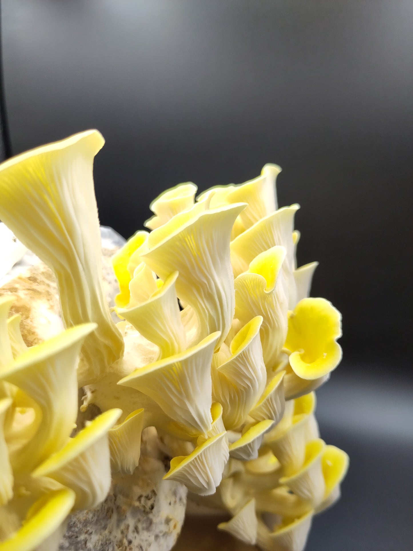 YELLOW OYSTER | Pleurotus Citrinopileatus