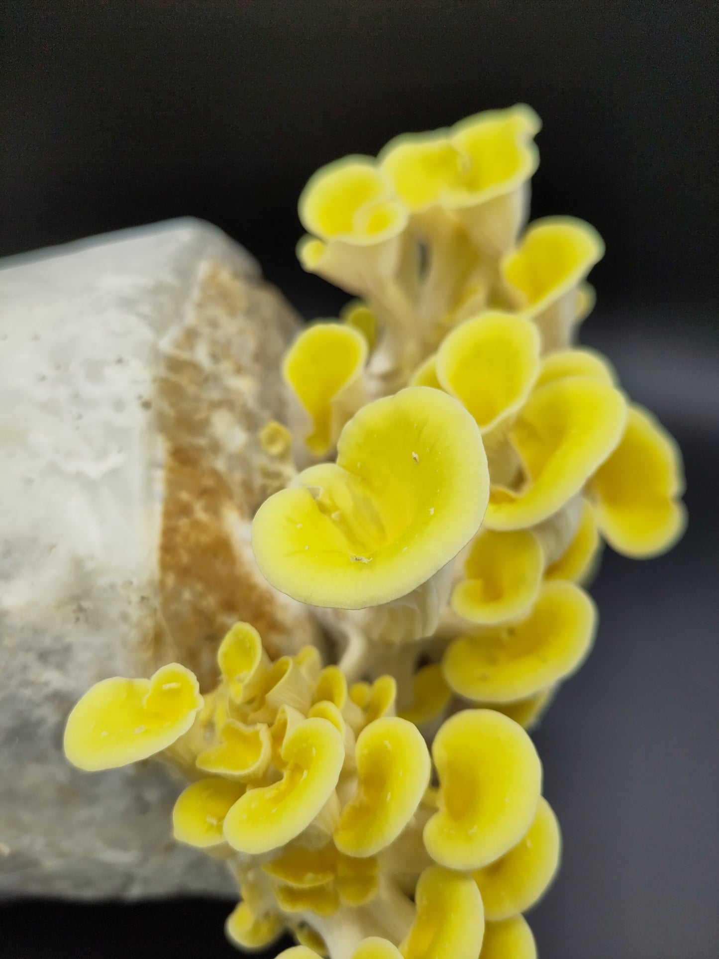 YELLOW OYSTER | Pleurotus Citrinopileatus