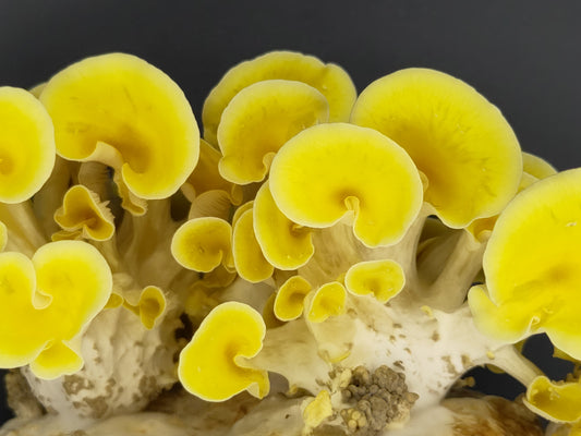 YELLOW OYSTER | Pleurotus Citrinopileatus