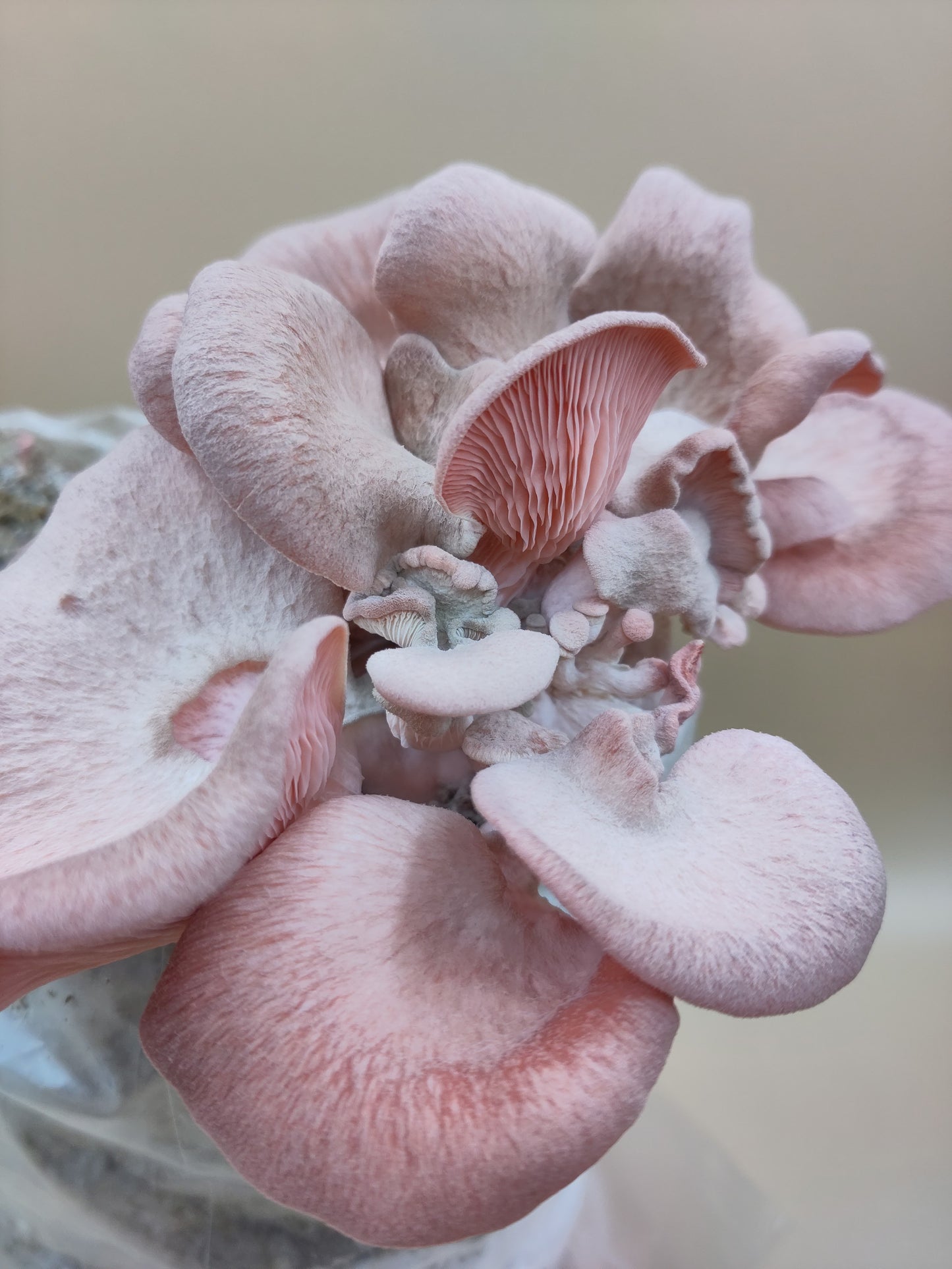 PINK OYSTER | Pleurotus Djamor