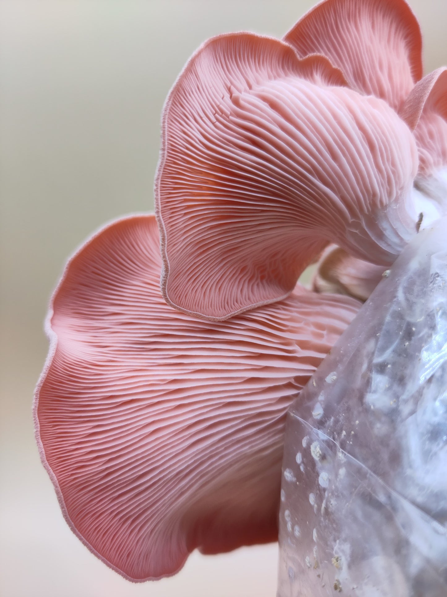 PINK OYSTER | Pleurotus Djamor