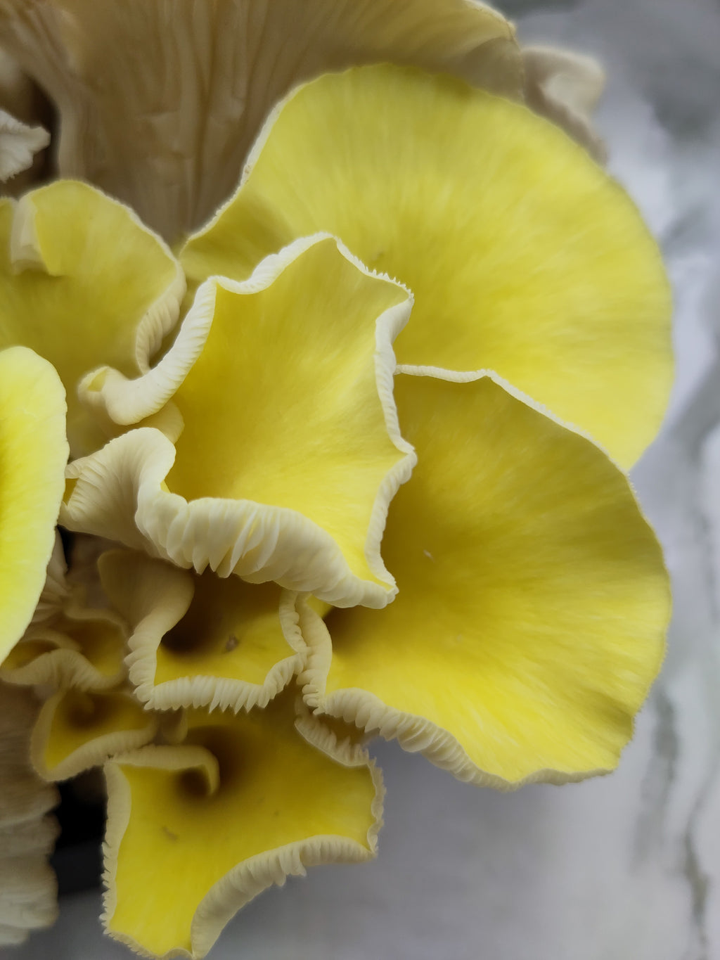 YELLOW OYSTER | Pleurotus Citrinopileatus