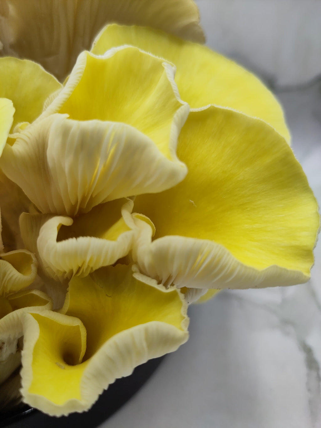 YELLOW OYSTER | Pleurotus Citrinopileatus