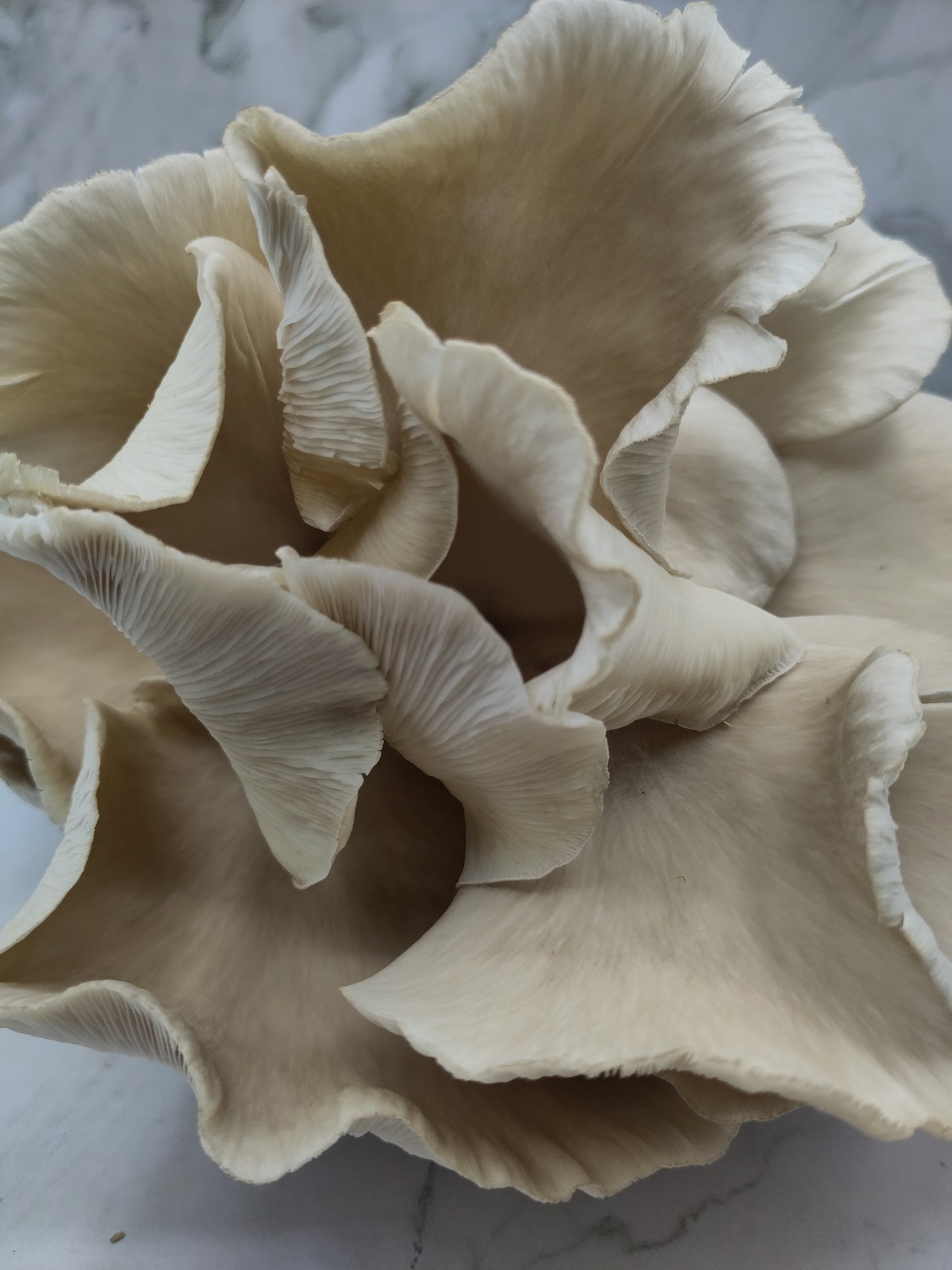 Grow Box FLORIDA OYSTER | Pleurotus Ostreatus var. Florida