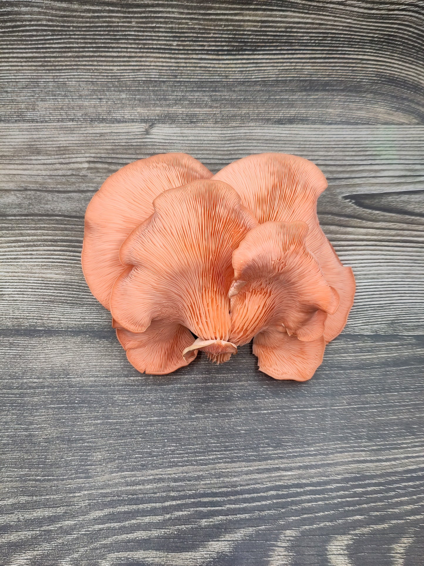 PINK OYSTER | Pleurotus Djamor