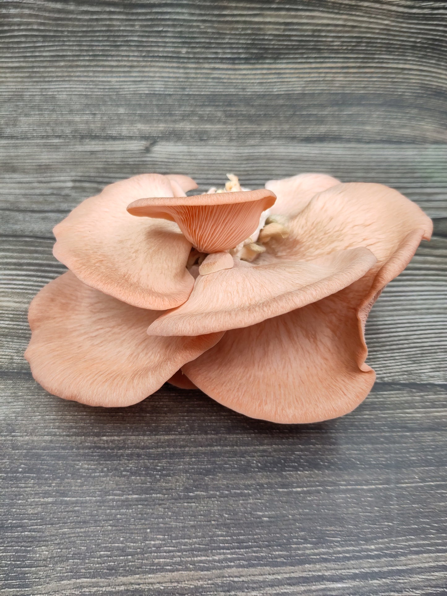 PINK OYSTER | Pleurotus Djamor