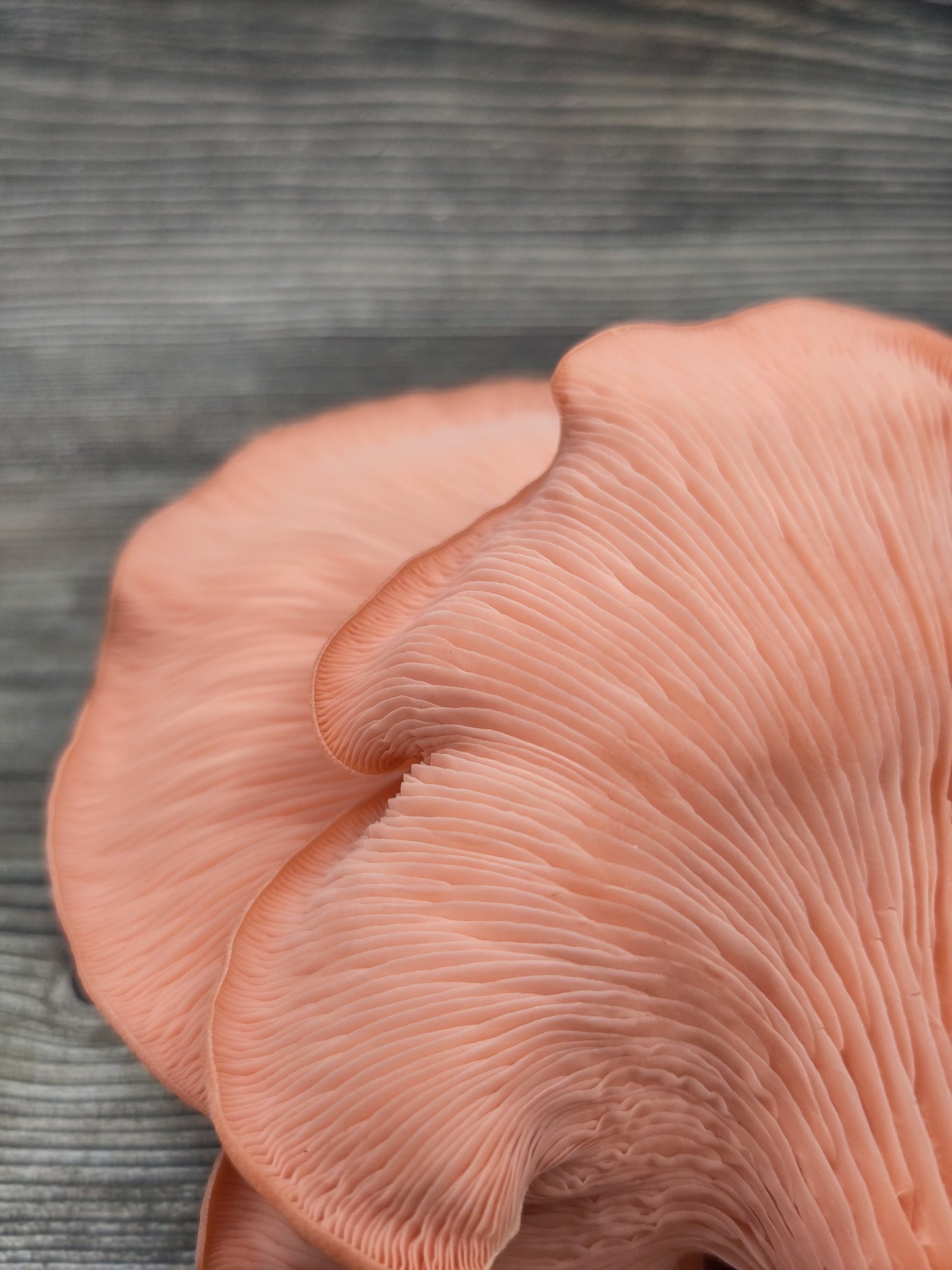 PINK OYSTER | Pleurotus Djamor