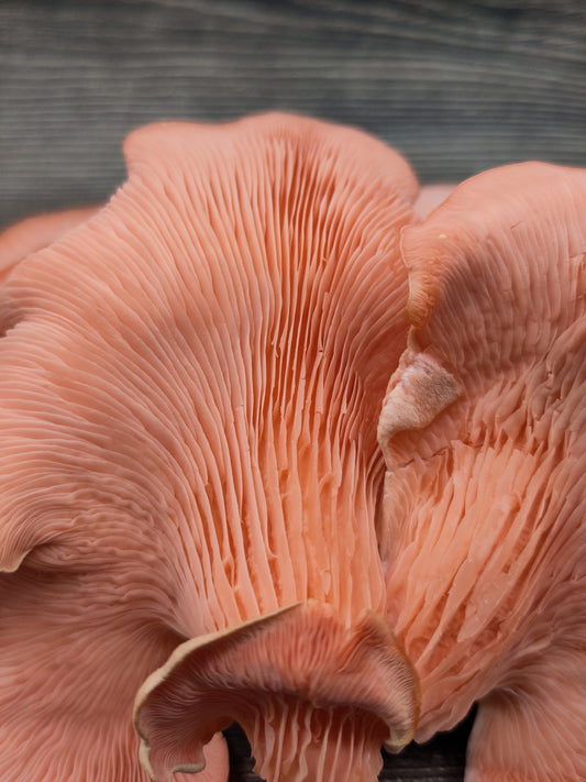 PINK OYSTER | Pleurotus Djamor