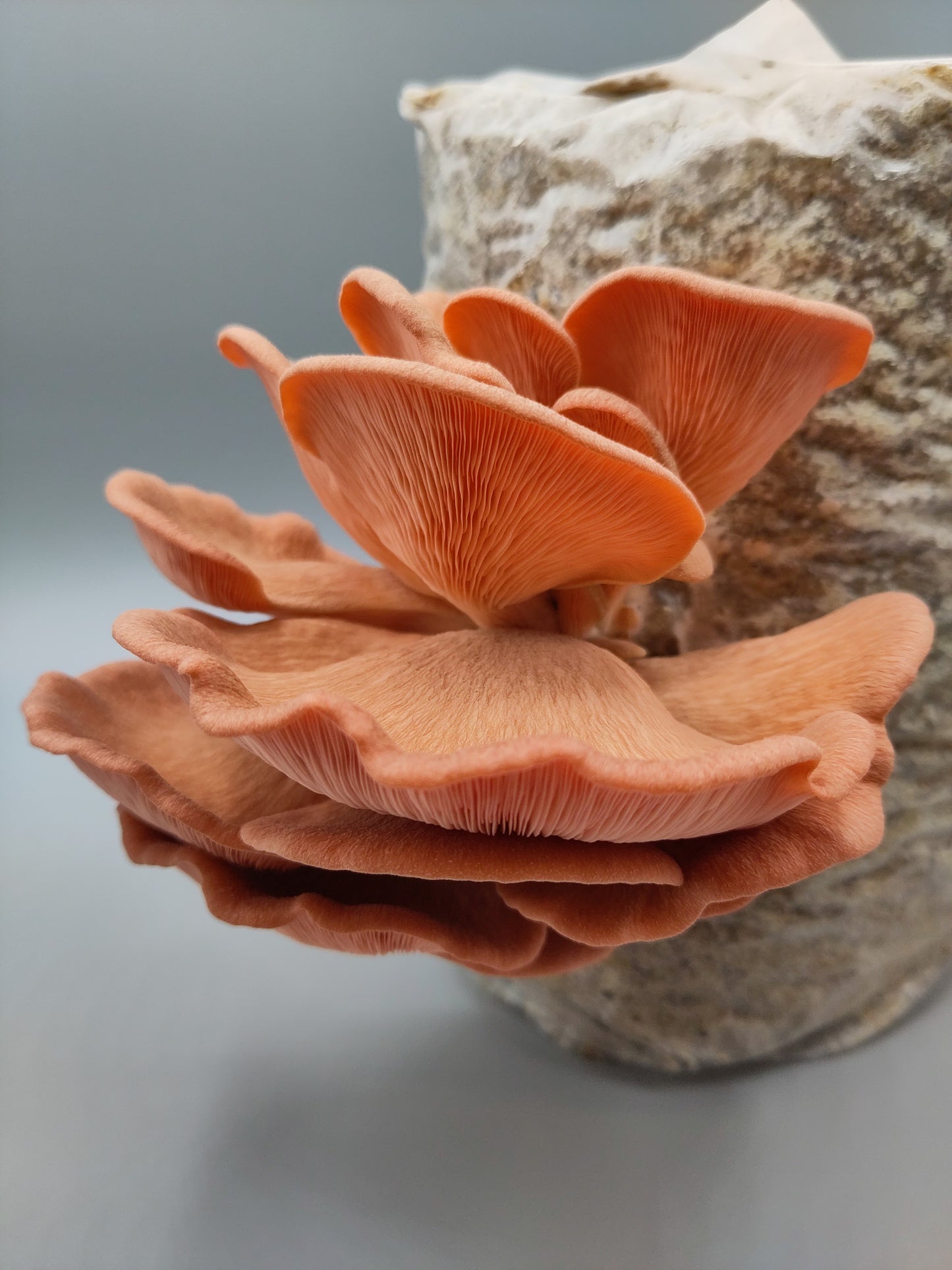 PINK OYSTER | Pleurotus Djamor