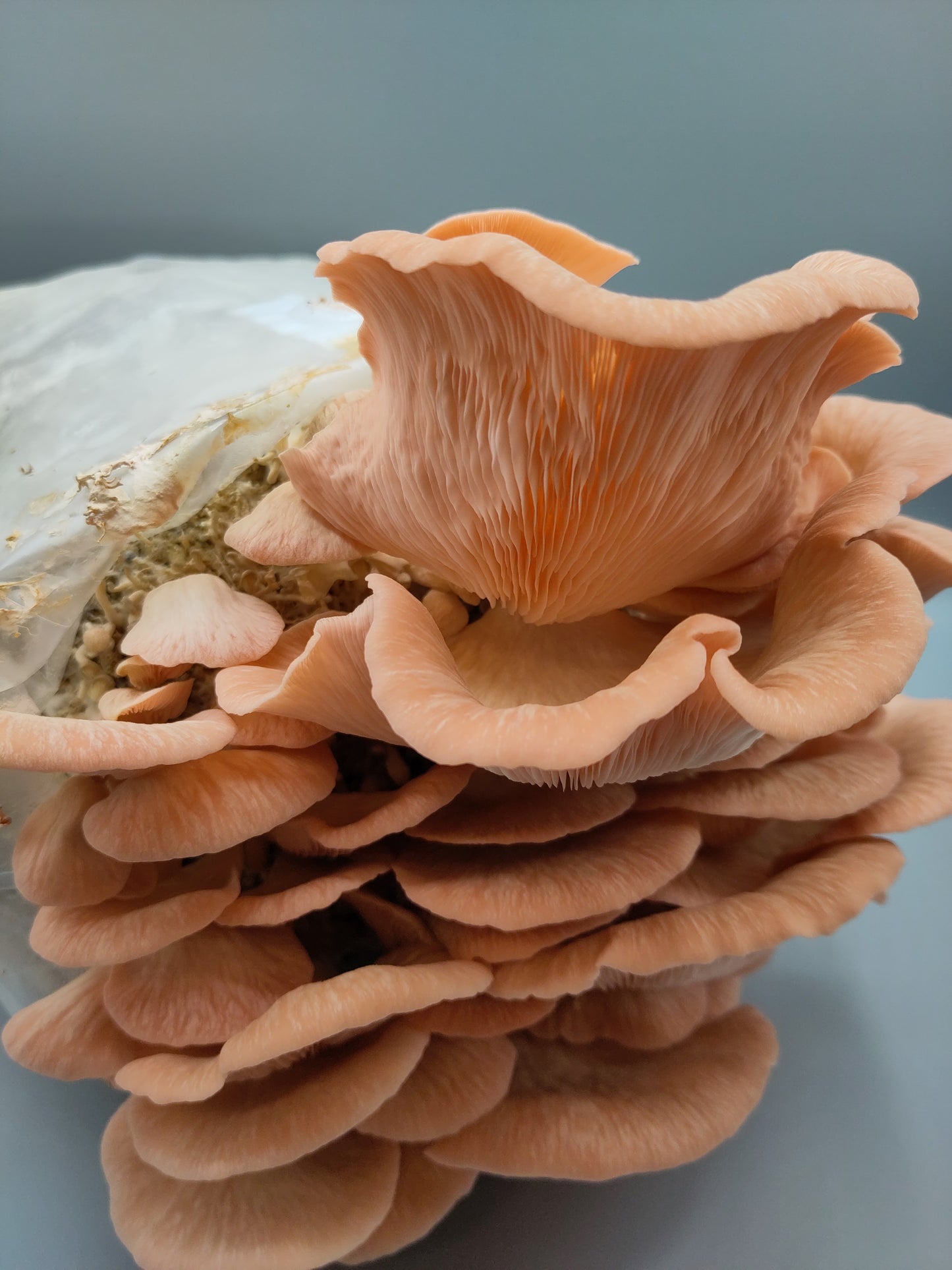 PINK OYSTER | Pleurotus Djamor