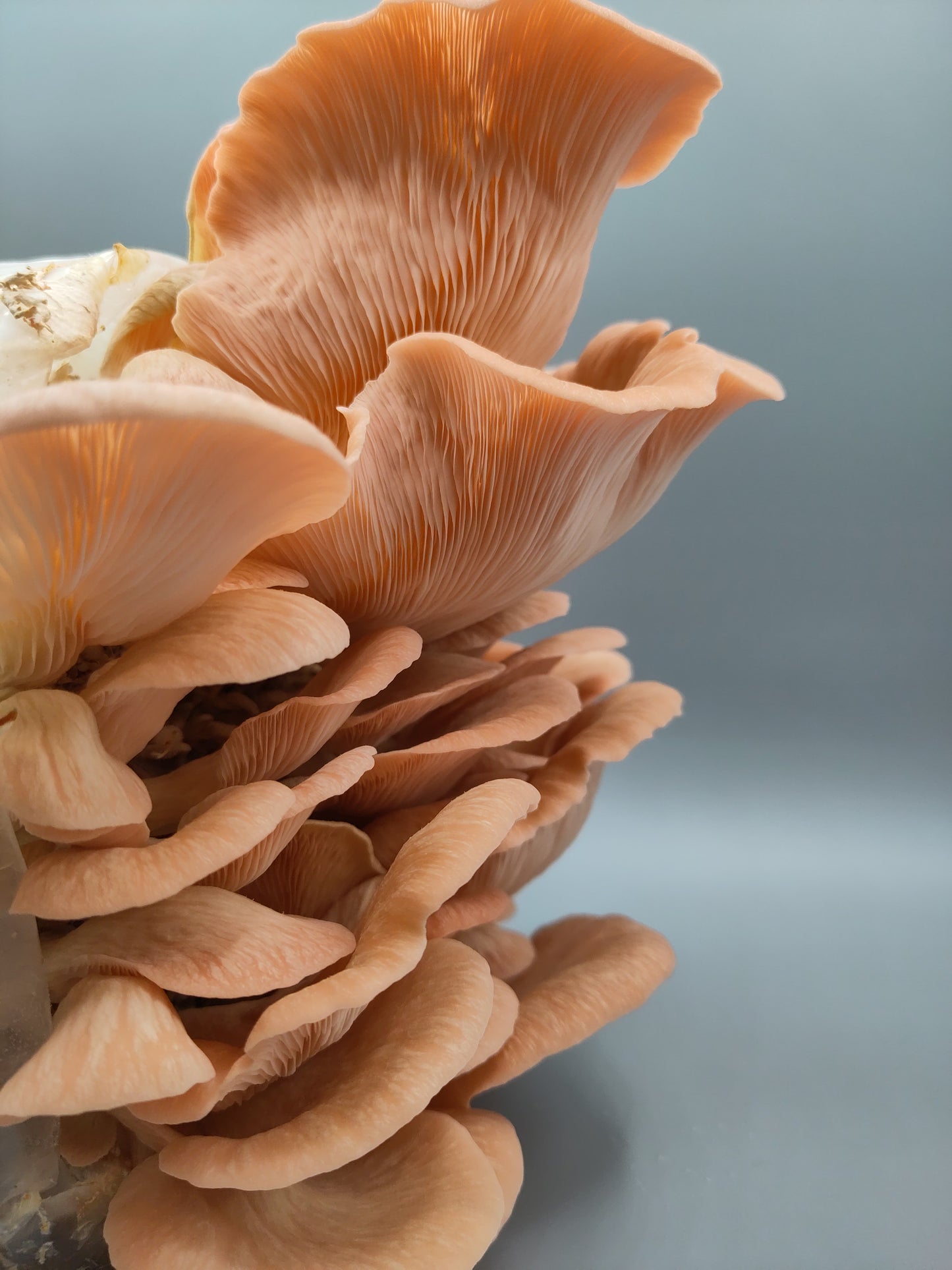 PINK OYSTER | Pleurotus Djamor