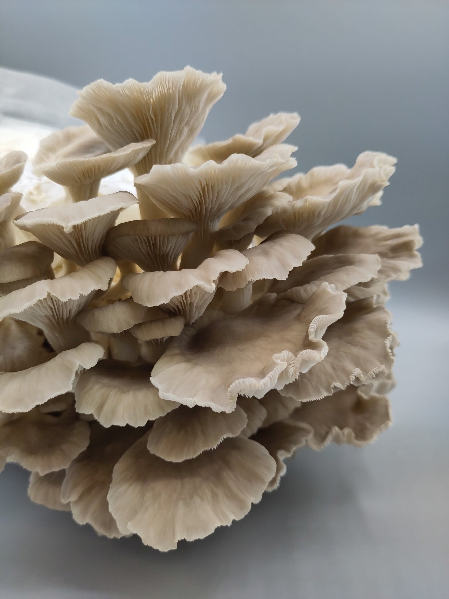 PHOENIX OYSTER | Pleurotus Pulmonarius