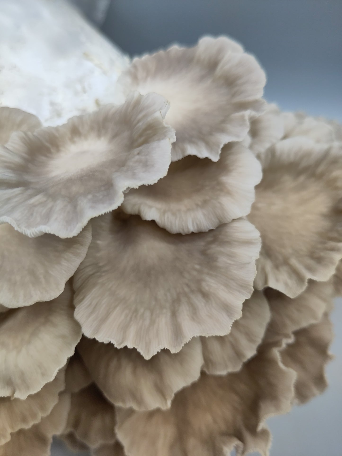 PHOENIX OYSTER | Pleurotus Pulmonarius