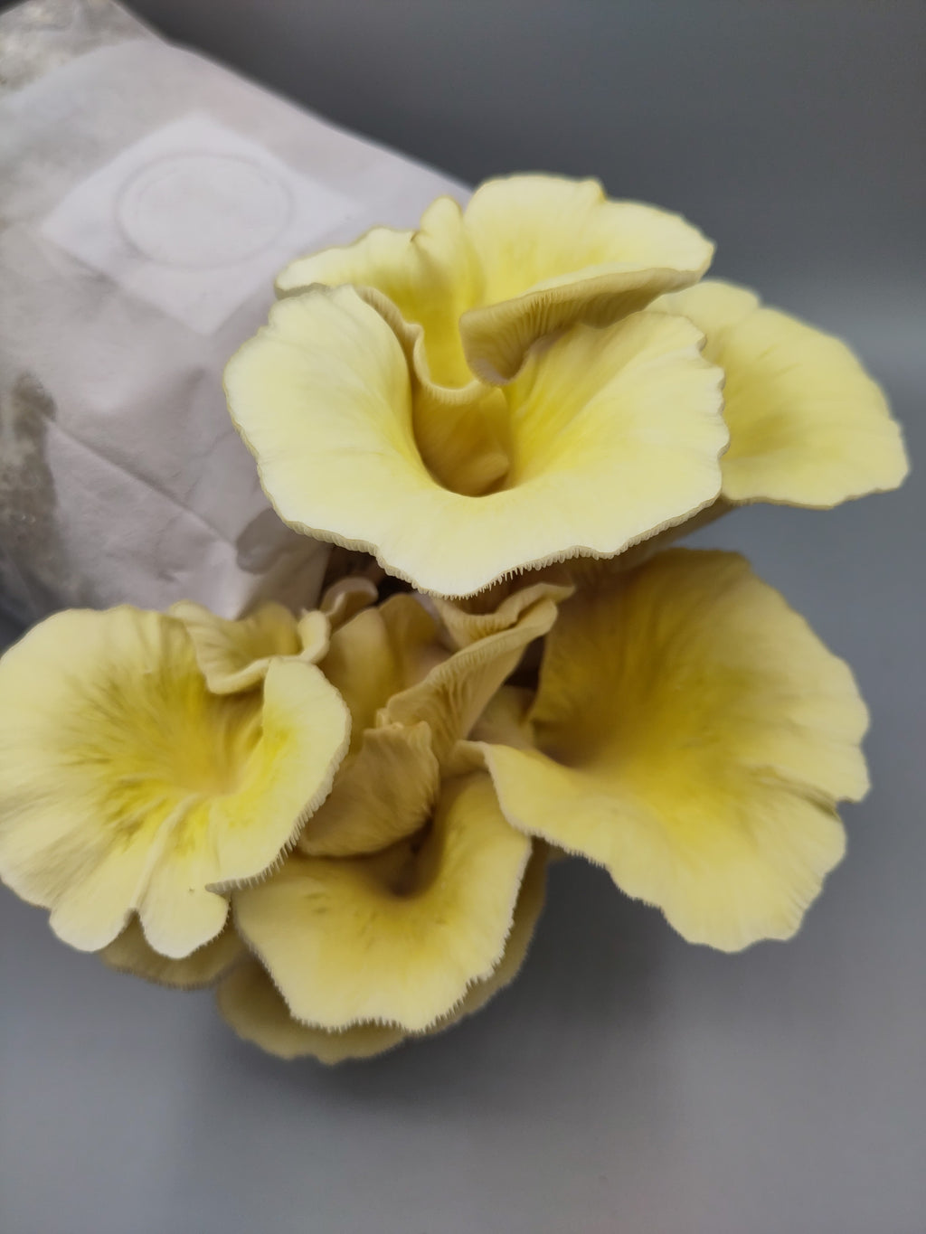 YELLOW OYSTER | Pleurotus Citrinopileatus