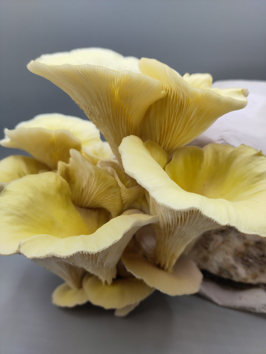 YELLOW OYSTER | Pleurotus Citrinopileatus