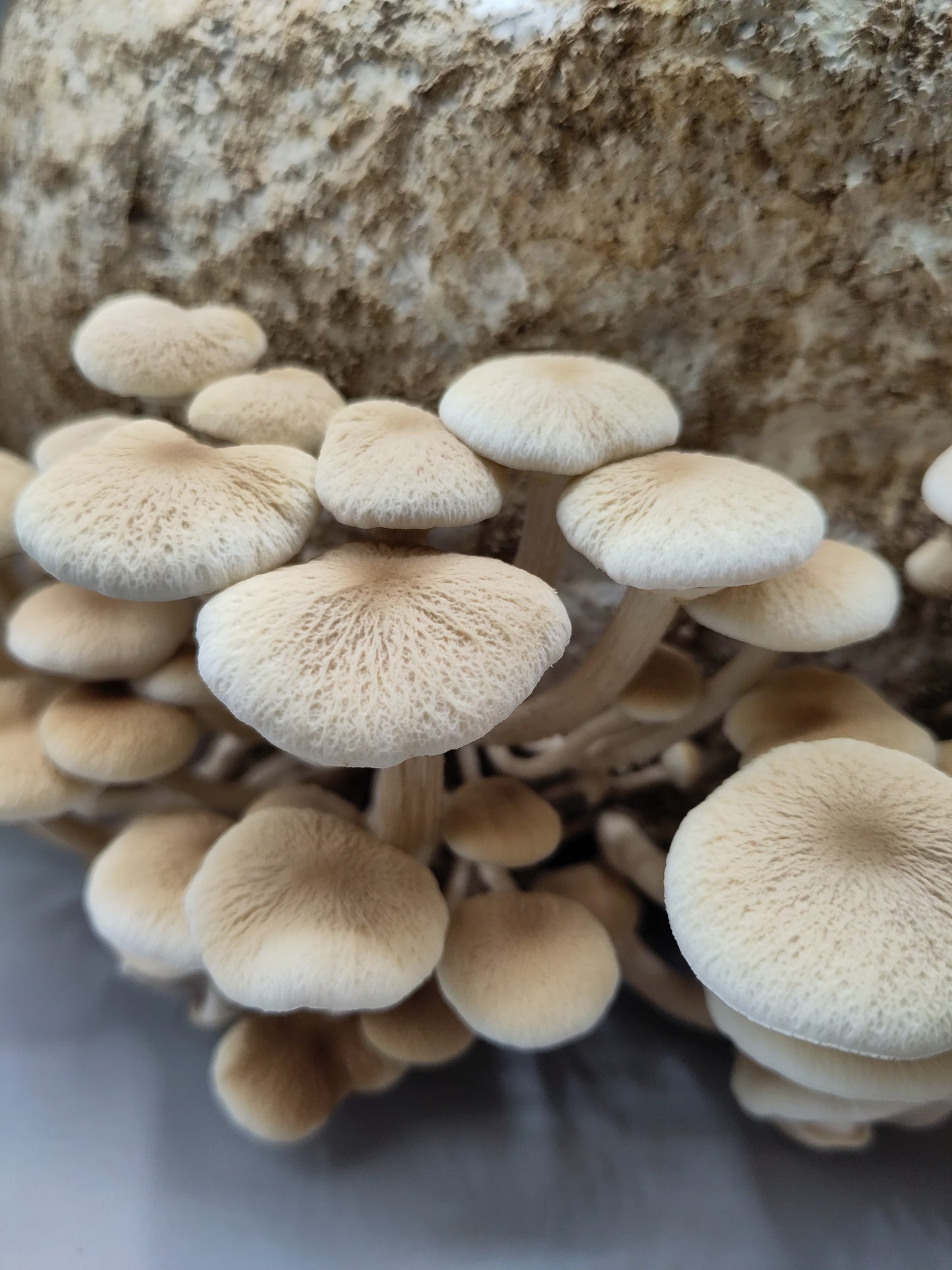 PIOPPINO | Cyclocybe Aegerita