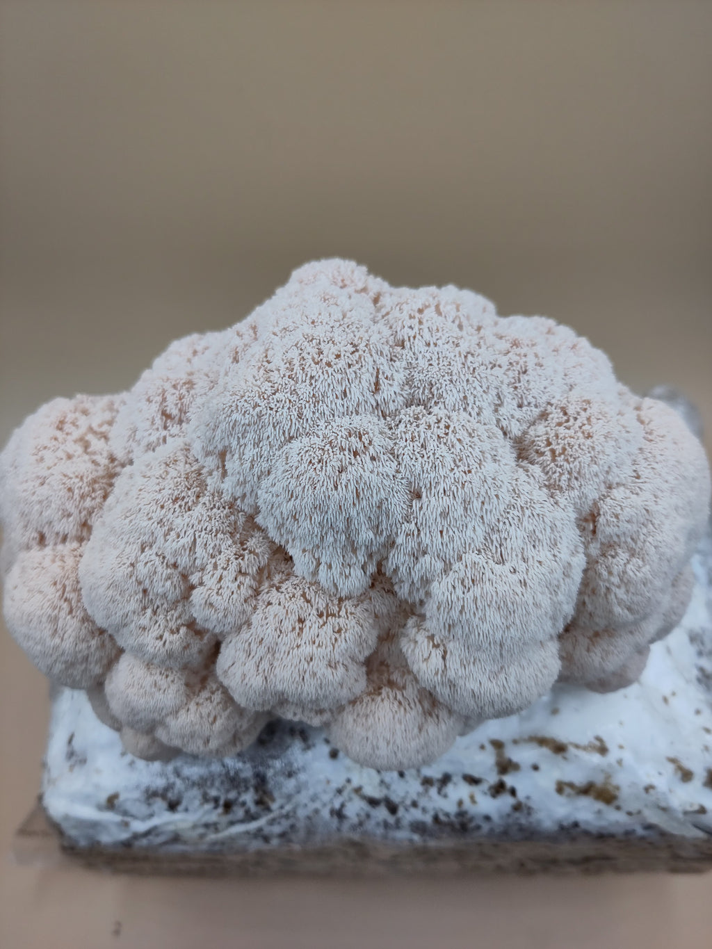 LION'S MANE | Hericium Erinaceus