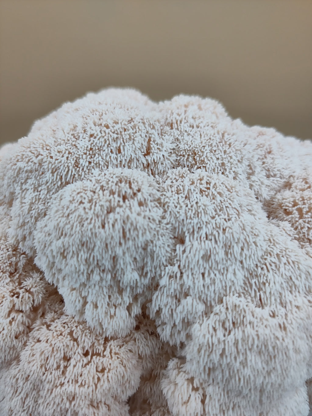 LION'S MANE | Hericium Erinaceus