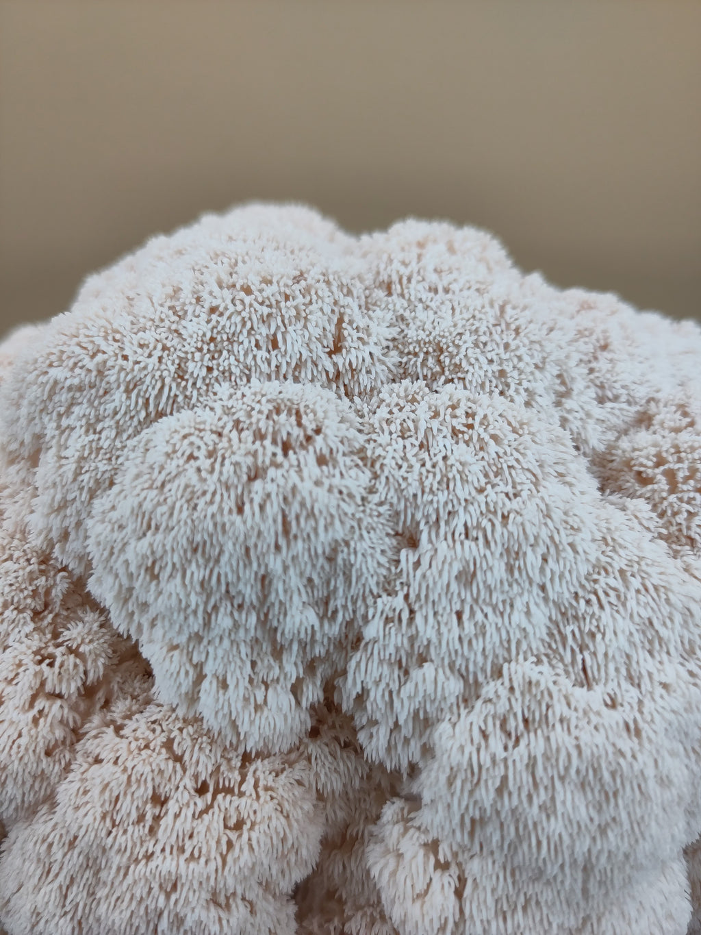 LION'S MANE | Hericium Erinaceus