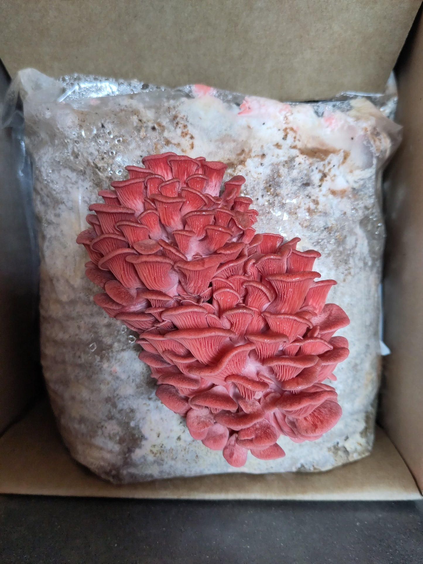 Grow Box PINK OYSTER | Pleurotus Djamor