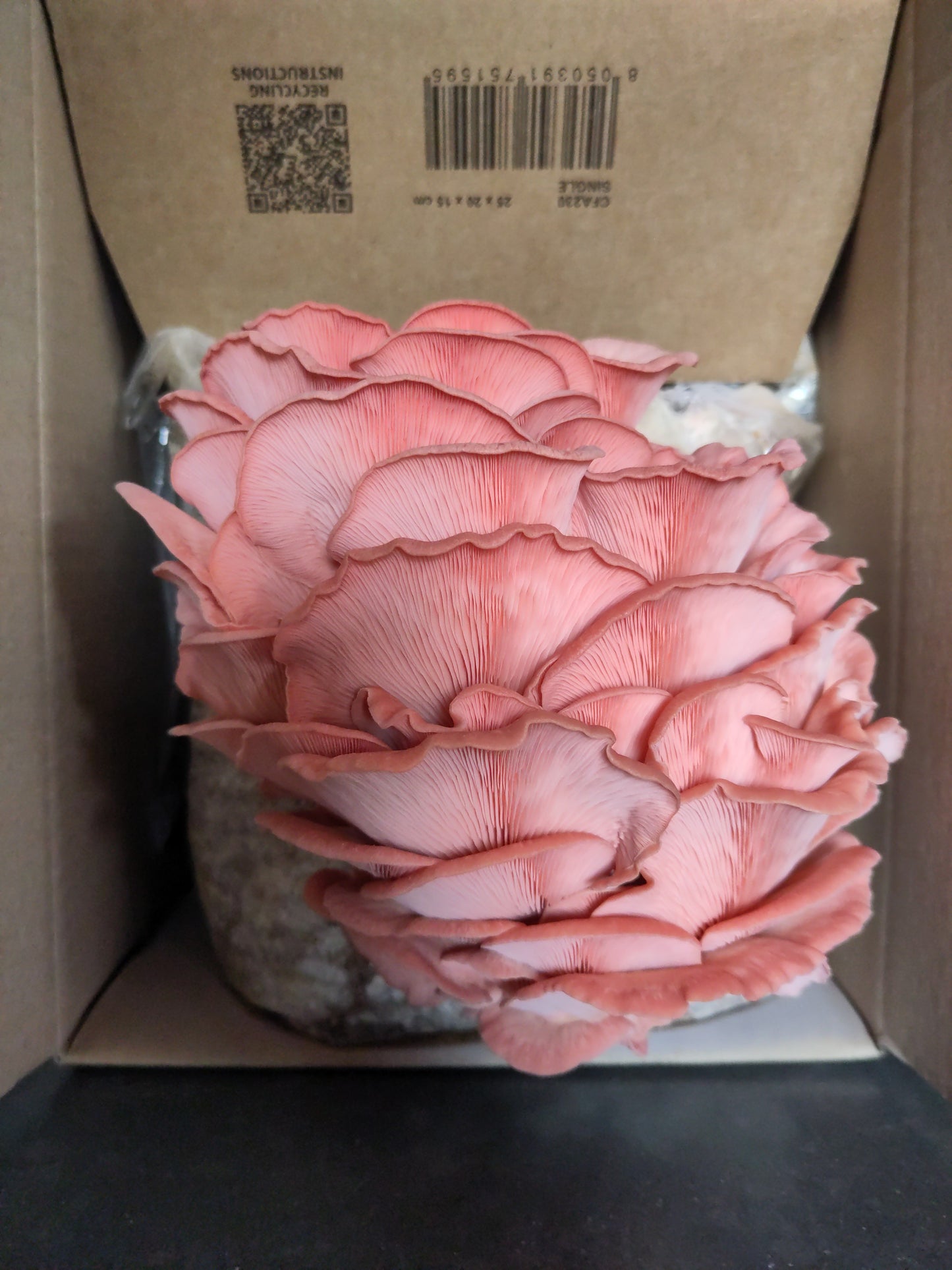 Grow Box PINK OYSTER | Pleurotus Djamor