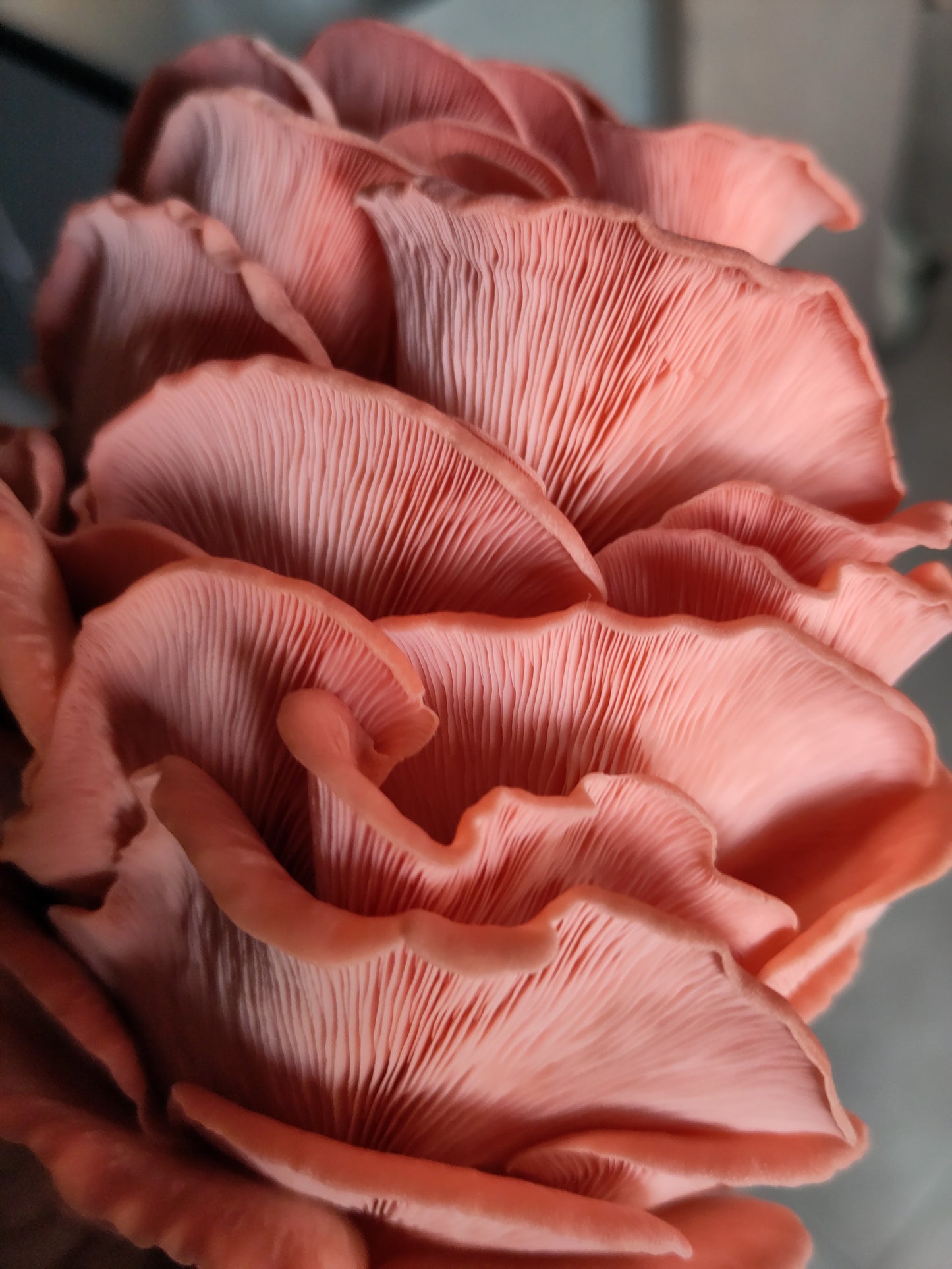 Grow Box PINK OYSTER | Pleurotus Djamor