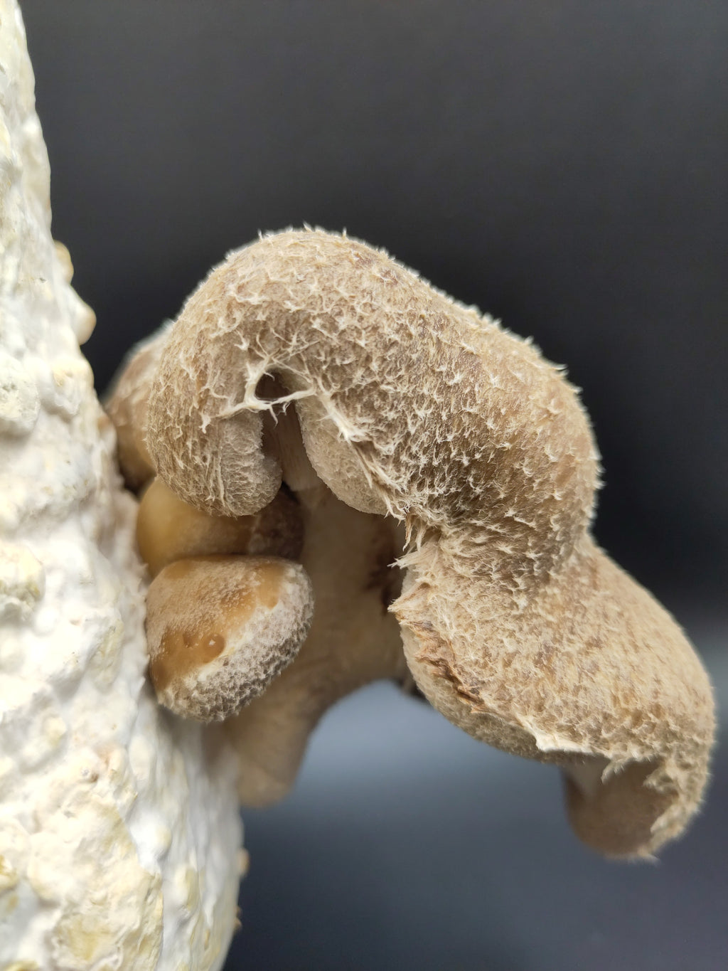 SHIITAKE | Lentinula Edodes