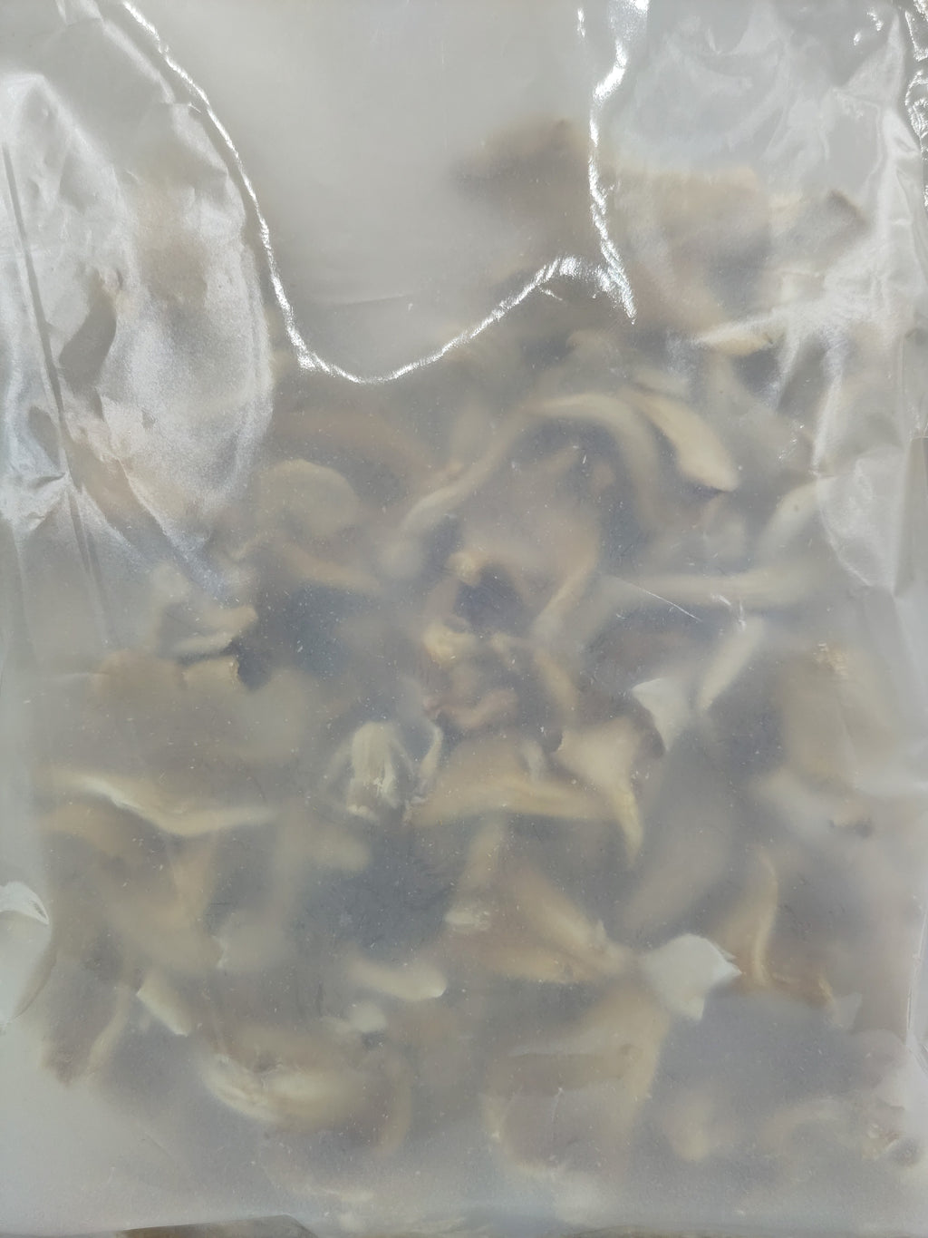 FLORIDA OYSTER essiccati | Pleurotus Ostreatus var. Florida