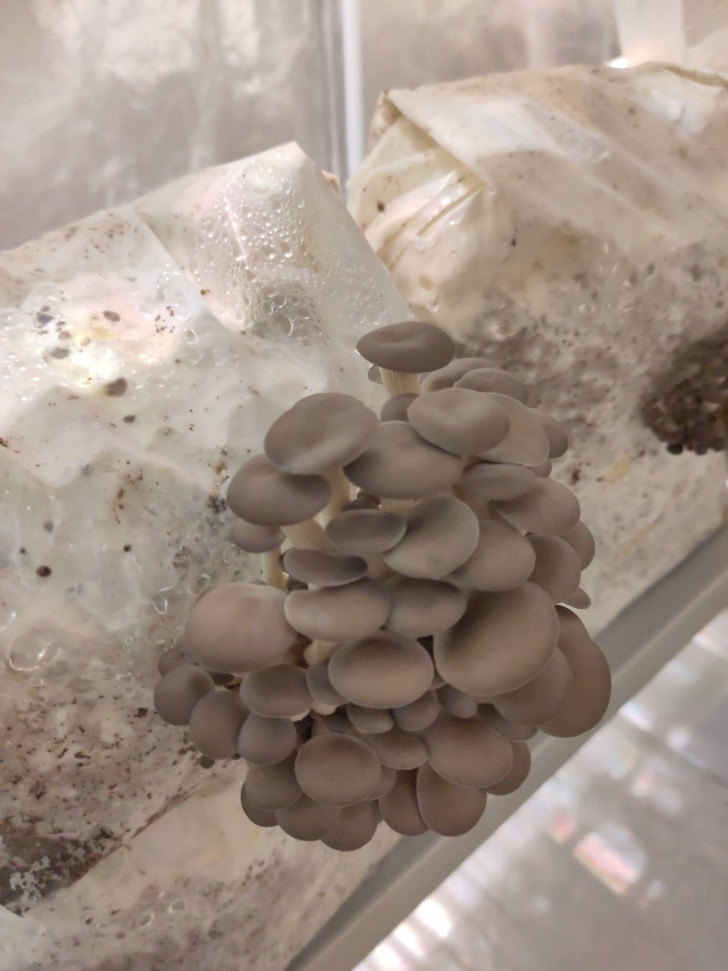 Grow Box BROWN OYSTER | Pleurotus Ostreatus