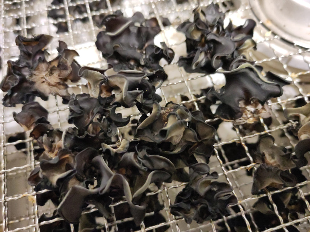 WOOD EAR | Auricularia Auricula-Judae