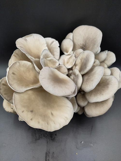 BROWN OYSTER | Pleurotus Ostreatus