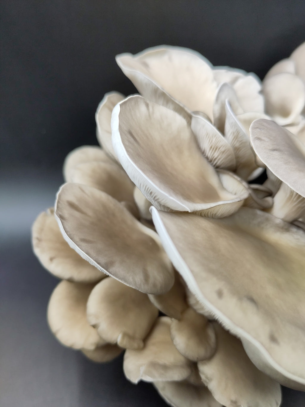 BROWN OYSTER | Pleurotus Ostreatus