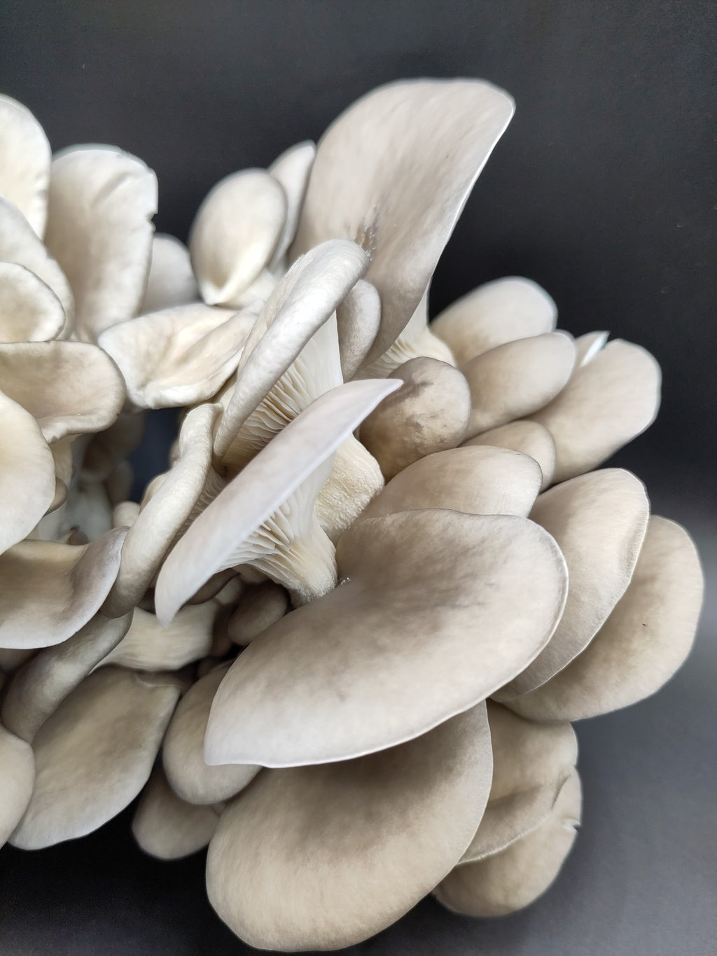 BROWN OYSTER | Pleurotus Ostreatus